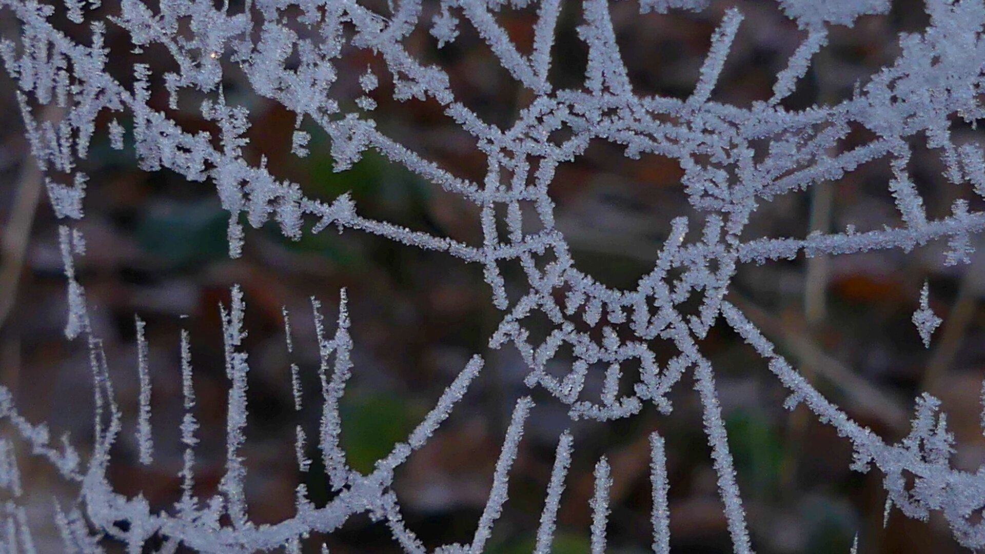 Spinnennetz mit Eiskristallen | © Gisela Schöngraf