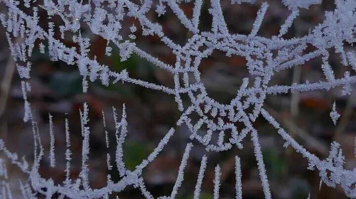 Spinnennetz mit Eiskristallen | © Gisela Schöngraf