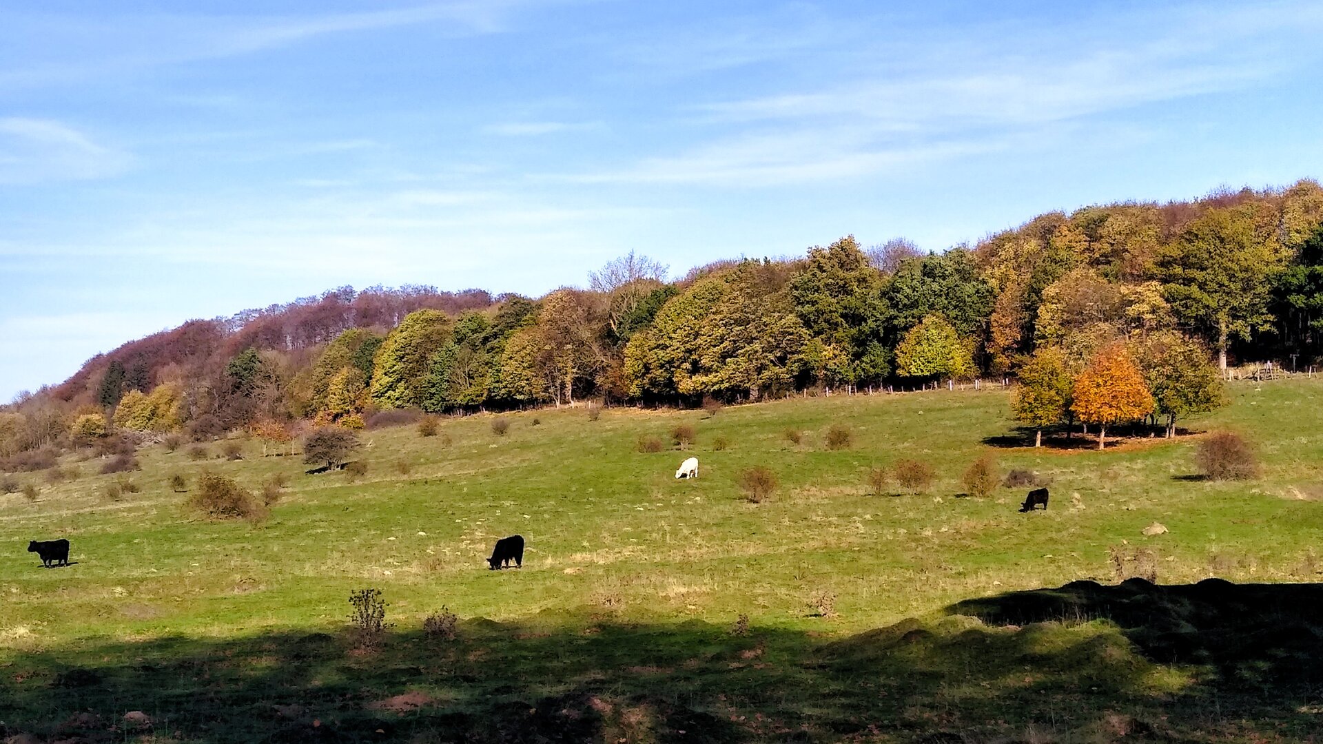 Herbst im Habichtswald | © Holger Rüsberg